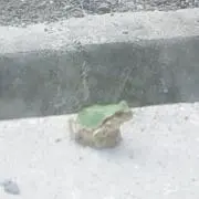 中本カエルの画像