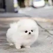 りんの画像