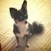 saの画像