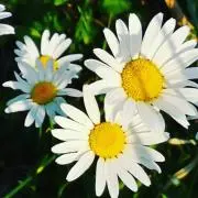 Kの画像