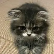 サラダガールの画像