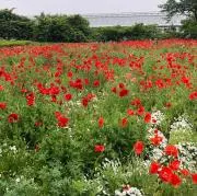 みやこ★の画像