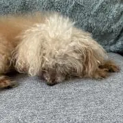 まーの画像