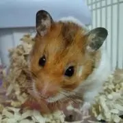 Masa