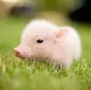 Chris P. Bacon