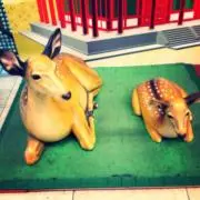 まりもの画像