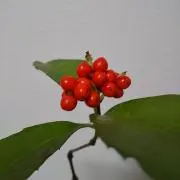 【10/10〜10/ 27発送不可】はなの画像