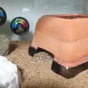 けん