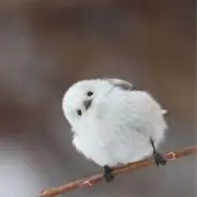 シマエナガ（・▴・）の画像