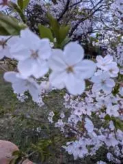 Roseの画像