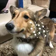 ゴン太の画像