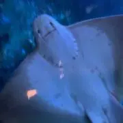 ももも！の画像