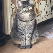 にゃんまるの画像