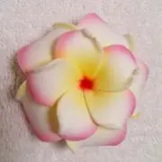 かなやんの画像