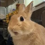 ユノミンの画像