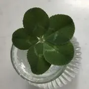 Satoの画像