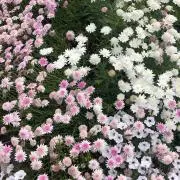 りたの画像
