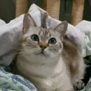 ももちゃんの画像