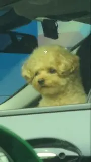 みやの画像