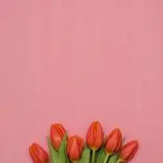 fuwaの画像