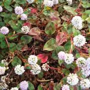 マグノリアの花