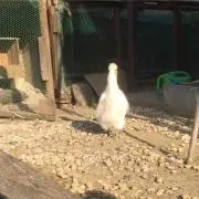 ヤーマン