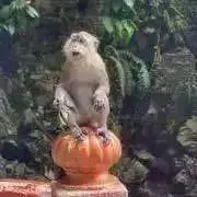 naaの画像