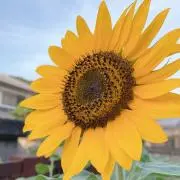 UM⭐︎プロフ確認お願いしますの画像