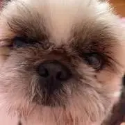 flowの画像