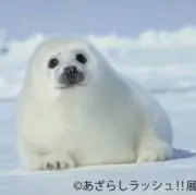 おもち
