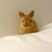 うさだんご