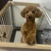 みやきの画像