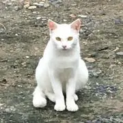 ふわりの画像