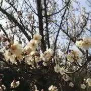 きこの画像