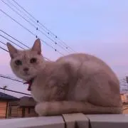 すいかの画像