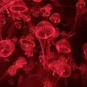 ぱよの画像