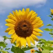 向日葵