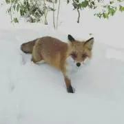 ジョセフィーヌの画像