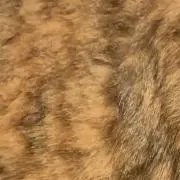 黒猫の画像