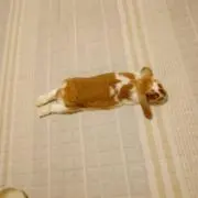 そぼゆの画像