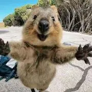 ぴろっこり