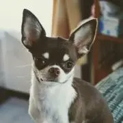 プリンママの画像