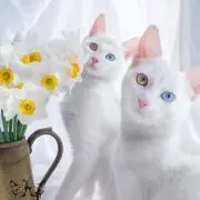 Fuwamaru❀.*