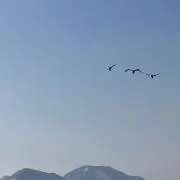 ペリカン