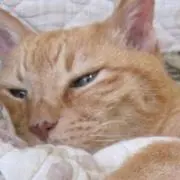 ともぞう
