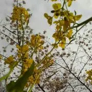 プロフ一読ください★ぶらっくたんの画像