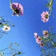すずのきの画像