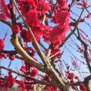 復活♡こっこの画像