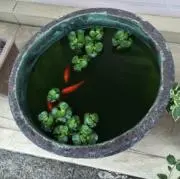 ☆ミント☆の画像