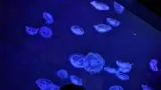 rukaの画像